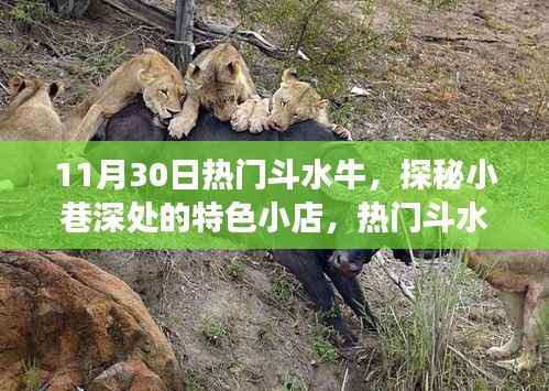 探秘小巷特色小店,一场不期而遇的斗水牛惊喜之旅