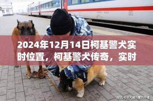 柯基警犬传奇,实时追踪见证时代印记的柯基警犬在2024年12月14日的实时位置追踪