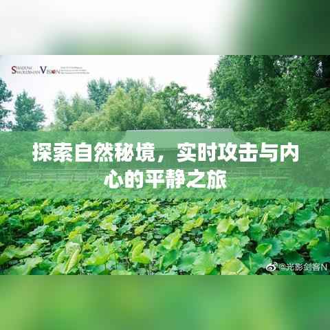 自然秘境探索，攻击与内心平静的双重旅程