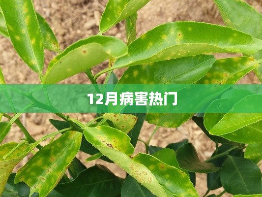 12月病害高发期,关注热门病害