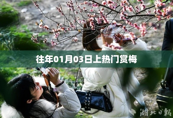 热门赏梅日,探寻梅花盛开之美