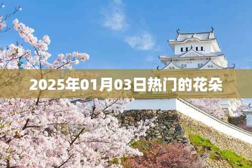 『2025年元旦后花朵流行趋势』