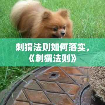 刺猬法则如何落实，《刺猬法则》 