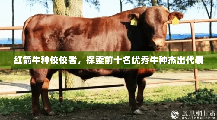 红箭牛种佼佼者,探索前十名优秀牛种杰出代表