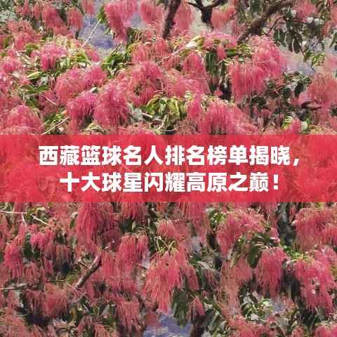 西藏篮球名人排名榜单揭晓,十大球星闪耀高原之巅!