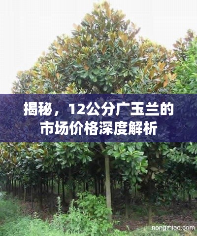 揭秘,12公分广玉兰的市场价格深度解析