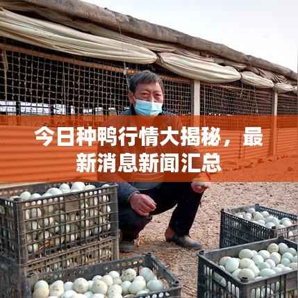 今日种鸭行情大揭秘，最新消息新闻汇总