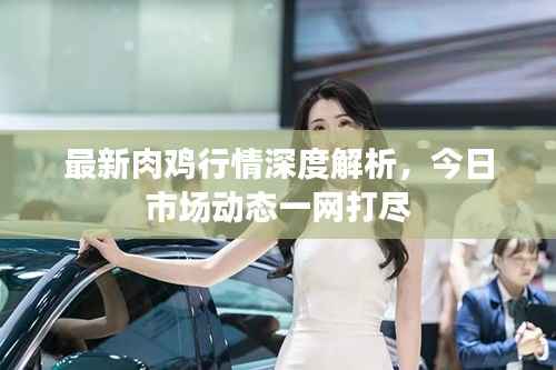 最新肉鸡行情深度解析,今日市场动态一网打尽
